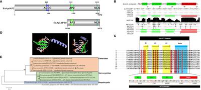 Localization in vivo and in vitro confirms EnApiAP2 protein encoded by ENH_00027130 as a nuclear protein in Eimeria necatrix